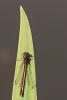 225991 – Photo : Cochet Alain – France (40)